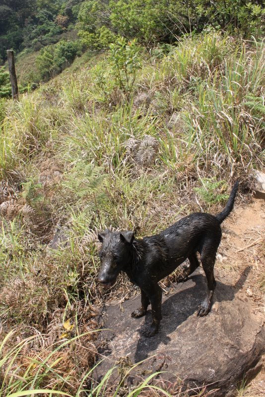 The dogs found a mud pit. Seeing as they're jet black this was a good idea for them.